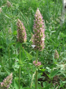 Agastache urticifolia